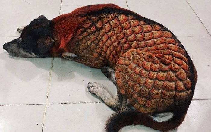 Nam thanh niên bị 'ném đá' dữ dội khi 'biến' chú chó 'hóa rồng'