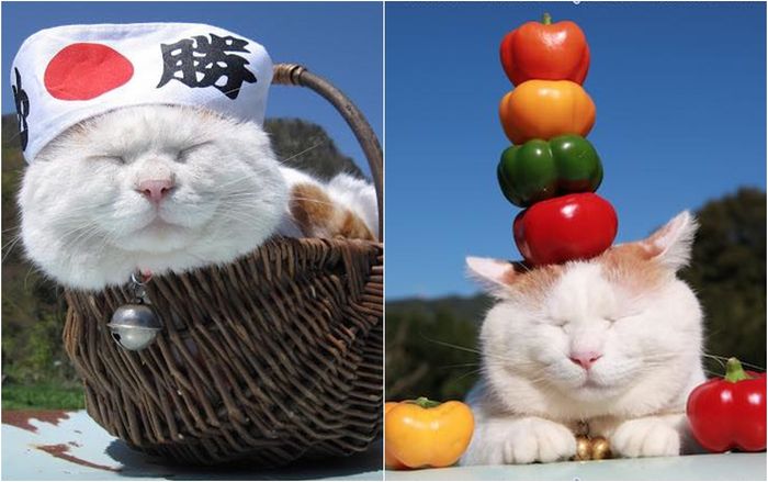 Chú mèo thích ngủ nổi tiếng thế giới Shironeko qua đời ở tuổi 18