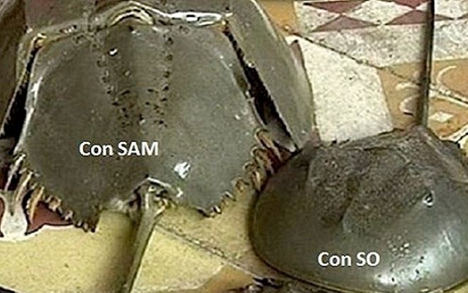 7 người trong một gia đình ngộ độc, bé gái tử vong sau khi ăn hải sản 'lạ'