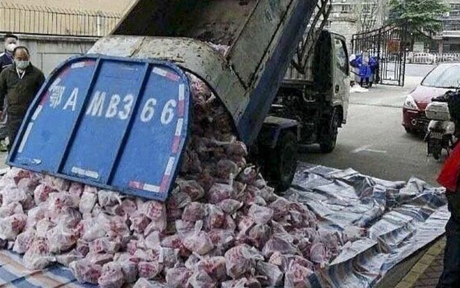 Quan chức Trung Quốc mất việc khi điều xe rác chở thịt lợn cho người dân vùng dịch
