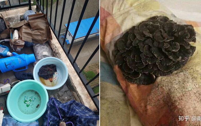 Đỉnh cao ở bẩn: Sàn gạch trắng chuyển đen vì đất, gối ngủ mọc cả nấm 'siêu to khổng lồ'