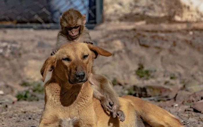 Chú chó mang thai nhận nuôi khỉ con mồ côi mẹ