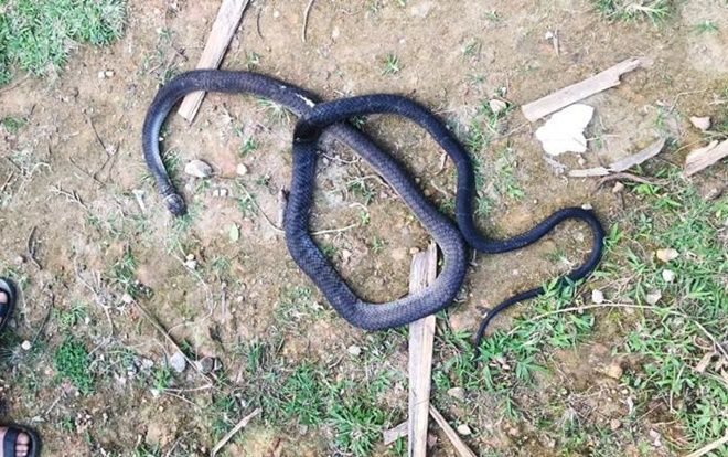 Lên rừng keo trồng thuê, người đàn ông bị rắn hổ mang cắn tử vong