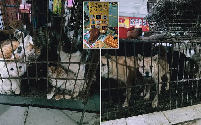 Mail Online: Dịch COVID-19 mới hạ nhiệt, các chợ Trung Quốc đã lại bày bán động vật sống, quảng cáo dơi và bọ cạp
