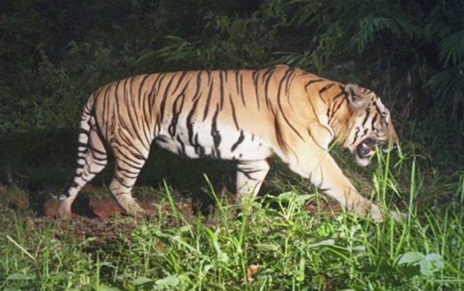 Vào rừng tìm cây dại, người đàn ông bị hổ vồ chết