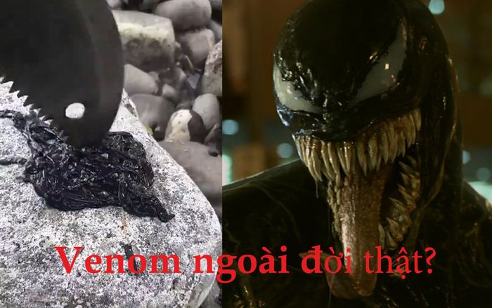 Phát hiện video ngoài đời thực về loài Symbiote trong 'Venom'