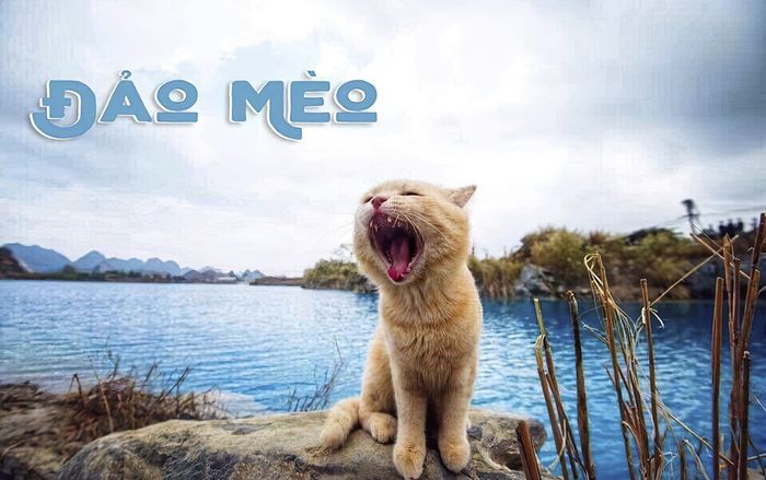 Đảo Mèo, hội nhóm dành cho người yêu mèo lớn nhất Việt Nam đã bị Facebook cho 'bay màu'