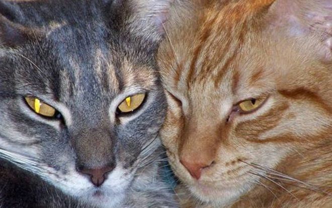 Mèo, hổ, sư tử ở Mỹ nhiễm COVID-19