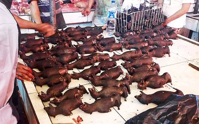 Tiểu thương Indonesia vẫn thản nhiên bày bán dơi giữa đại dịch COVID-19