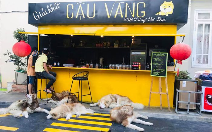 Chủ quán cà phê Đà Lạt lên tiếng về vụ quán bị tố ngược đãi chó mèo