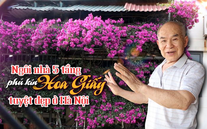 Ngôi nhà 5 tầng phủ kín hoa giấy tuyệt đẹp ở Hà Nội: 'Mùa hè mát rượi, hàng xóm còn bảo nhờ ông mà tôi được ngắm hoa đẹp'
