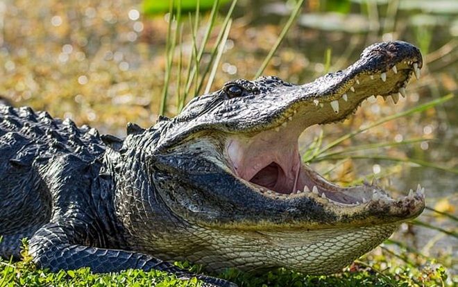 Lời cuối cùng của người phụ nữ bị cá sấu tấn công tới chết