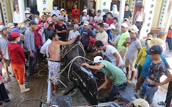 Người dân Nha Trang an táng cá voi nặng hơn 1 tấn dạt vào bờ biển