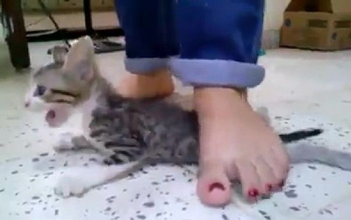 Ba cô gái nhẫn tâm dẫm đạp mèo con đến chết khiến dân mạng phẫn nộ, bật khóc