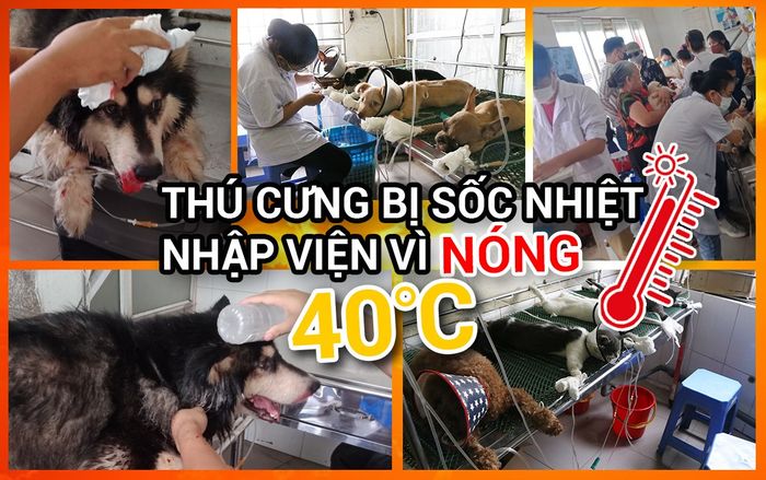 Nắng nóng hơn 40 độ, nhiều chó mèo Tây phải nhập viện cấp cứu vì bị sốc nhiệt