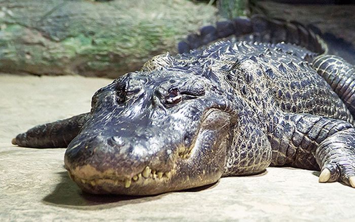 'Cá sấu của Hitler' chết già ở sở thú