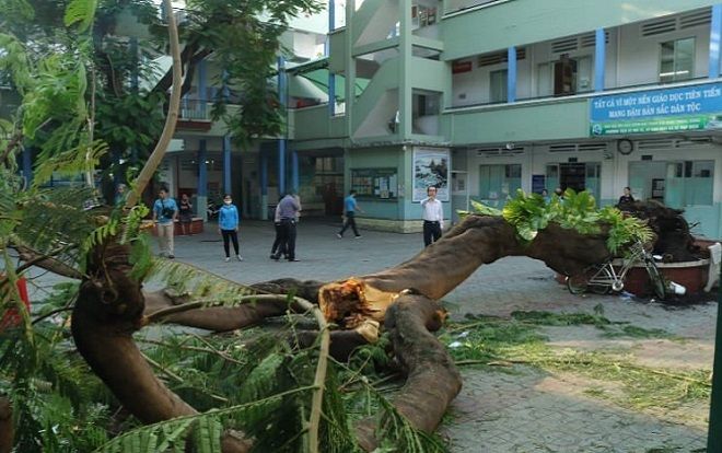 Cây phượng bật gốc trong sân trường khiến 1 học sinh tử vong