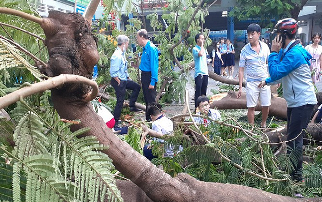 Thông tin chính thức vụ cây đổ trong trường khiến nhiều học sinh thương vong: Hiệu trưởng nhận trách nhiệm