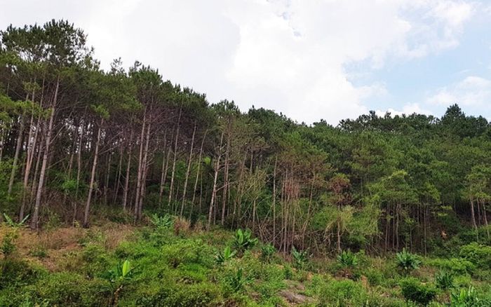 Phát hiện người đàn ông chết trong rừng, trên đầu có vết bắn