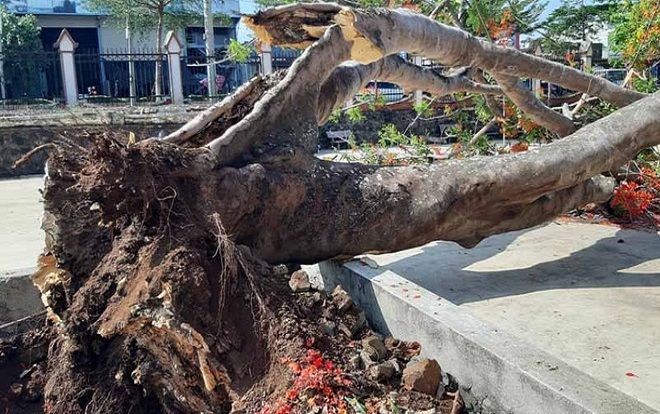 Thêm cây phượng vĩ mục rỗng, bật gốc ngã đổ trong sân trường