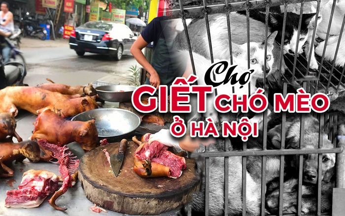 Tiểu thương lên tiếng trước tin Liên minh bảo vệ chó châu Á đề nghị Việt Nam cấm giết mổ chó mèo: ‘Nếu không có người mua chúng tôi sẽ nghỉ ngay’
