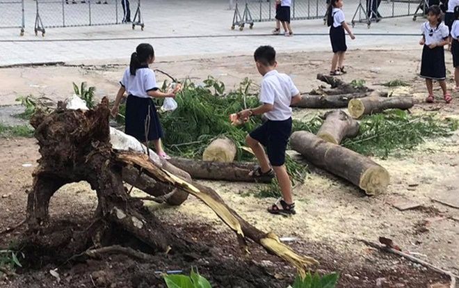 Một cây phượng bất ngờ bật gốc ngã đổ trong trường Tiểu học ở Bình Dương