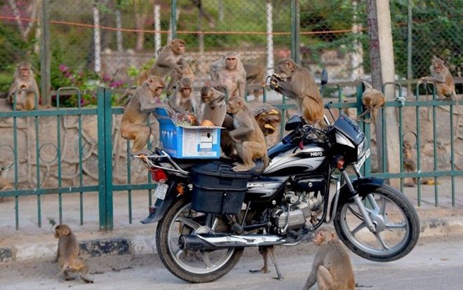Bầy khỉ chạy trốn sau khi lấy cắp mẫu máu bệnh nhân COVID-19