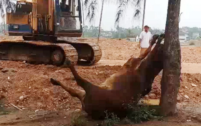 Điều tra vụ 4 con bò bỗng lăn ra chết bất thường, nghi bị người lạ đầu độc