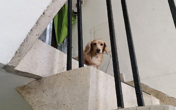 Chàng shipper đi giao hàng bỗng gặp lại chó cưng thất lạc 5 năm trước và cái kết đầy bất ngờ