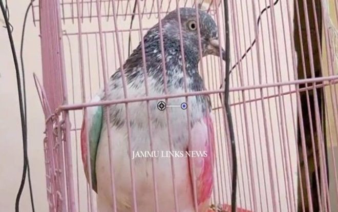 Chim bồ câu bị giam giữ vì tội gián điệp