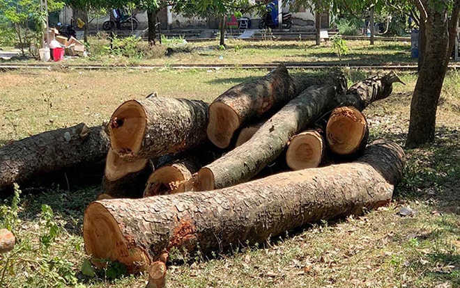 Kiểm điểm trường chặt cây xà cừ 40 năm tuổi