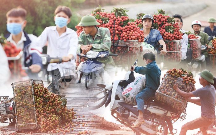 Dở khóc dở cười cảnh người dân vồ ếch, cắm đầu xuống sông khi chở vải qua cầu phao ‘tử thần’