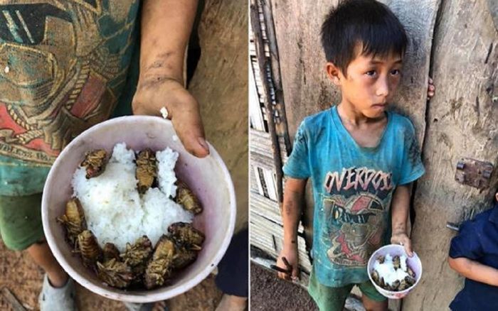 Lãnh đạo huyện nói gì về vụ 4 anh em ăn cơm nguội với ve sầu ở Đắk Lắk?