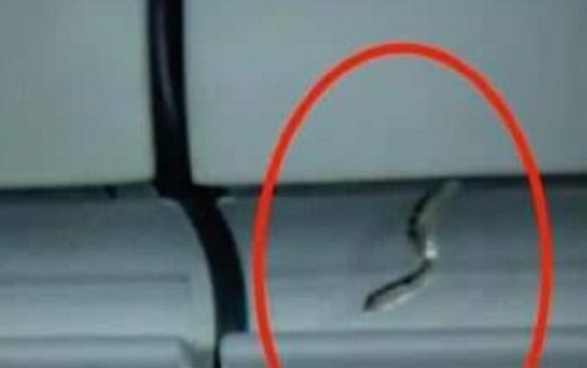 Máy bay phải tạm dừng cất cánh vì phát hiện rắn chui ra từ trong hộc hành lý