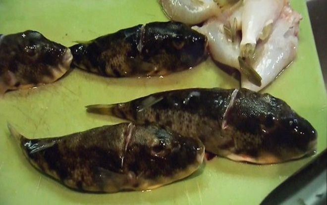 Ngư dân bị kết án vì cho bạn ăn cá nóc có độc tính cao