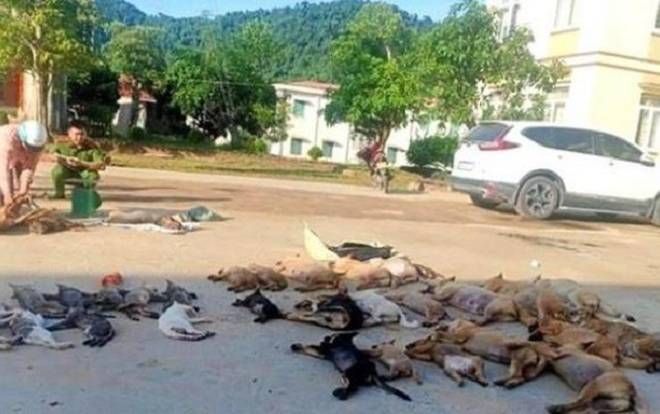Lời khai của cặp tình nhân trộm gần 500kg chó, mèo bằng chất độc Xyanua