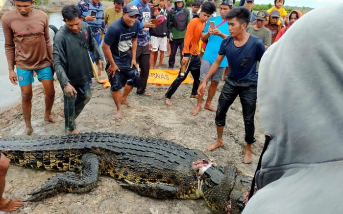 Mổ bụng cá sấu dài 6m, người dân kinh hãi với thứ bên trong