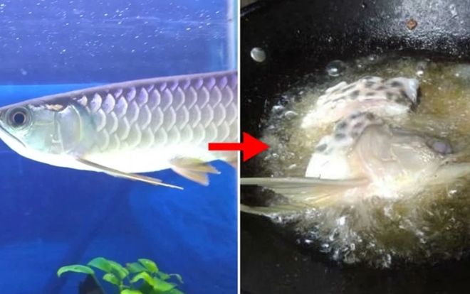 Người đàn ông 'khóc ròng' vì cá rồng tiền triệu bị đem đi chiên