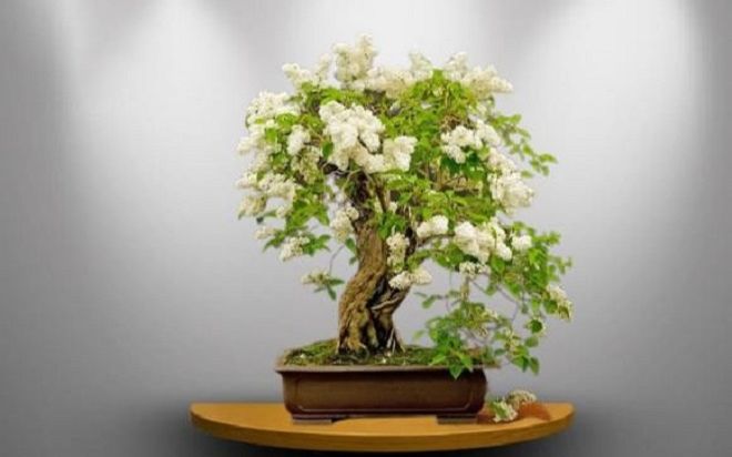 Loại cây cảnh hợp cả 5 mệnh: Hút tài chiêu lộc cực đỉnh, giới nhà giàu đua nhau trồng