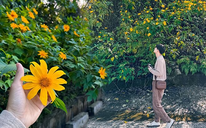 Ngây ngất sắc hoa dã quỳ nhuộm vàng những cung đường tuyệt mỹ ở Ba Vì