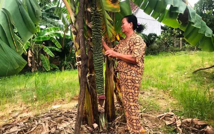 Cây chuối trổ hơn 100 nải ở Quảng Ngãi, người dân hiếu kỳ kéo đến chiêm ngưỡng