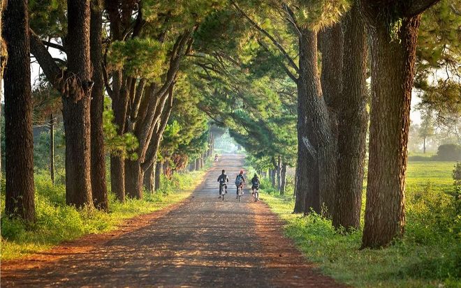 Hàng thông trăm tuổi đẹp như phim ngôn tình ở cao nguyên Gia Lai