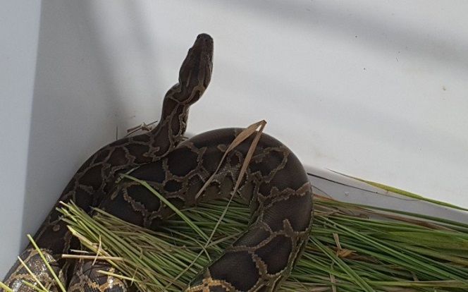 Kiểm tra lú bắt cá, người đàn ông 'đứng tim' với thứ bên trong