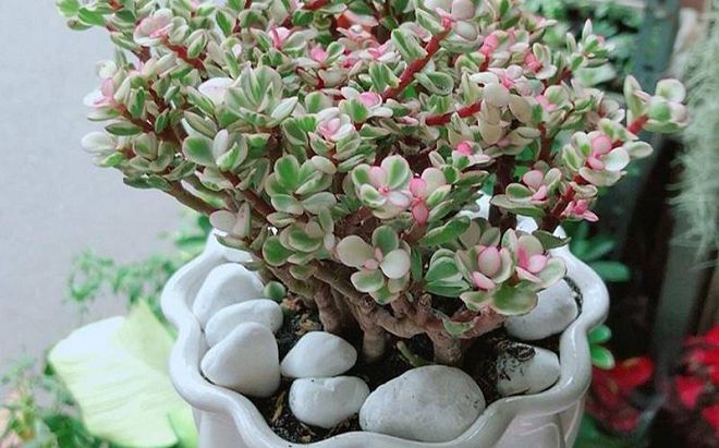 Từ giờ đến Tết, những loại cây cảnh này nở hoa báo hiệu điềm lành, gia chủ chuẩn bị sẵn sàng đón nhận