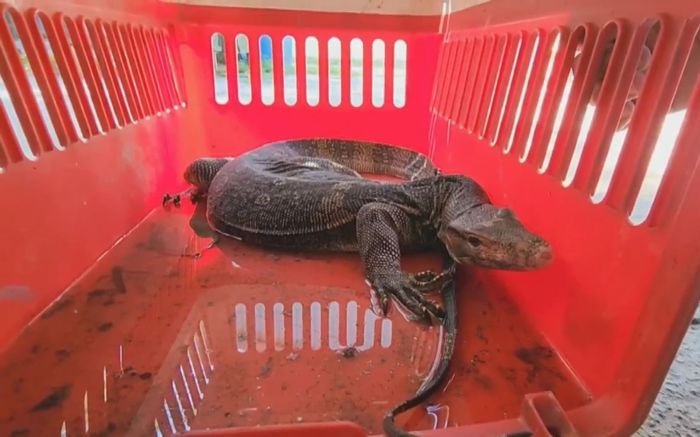 Kỳ đà hoa quý hiếm bò vào nhà vệ sinh được người dân phát hiện