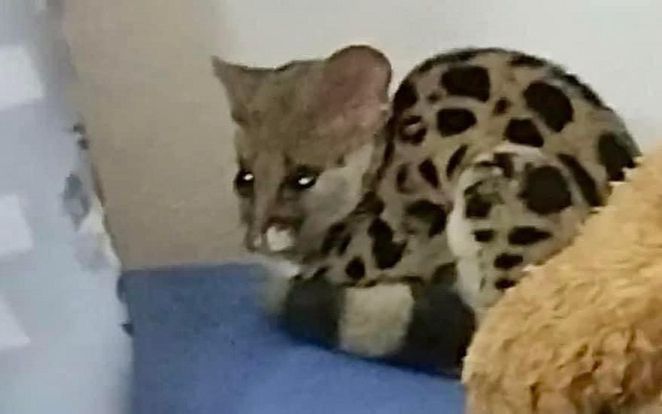 Vào phòng ngủ liền giật mình thấy 'vật thể lạ' nằm trên giường, gia chủ sững sờ trước danh tính thật