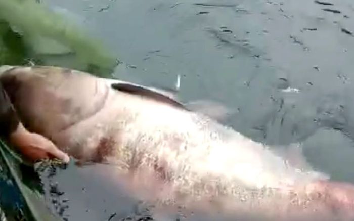 Ngư dân phấn khởi khi thả vó bắt được cá mè nặng gần 50kg