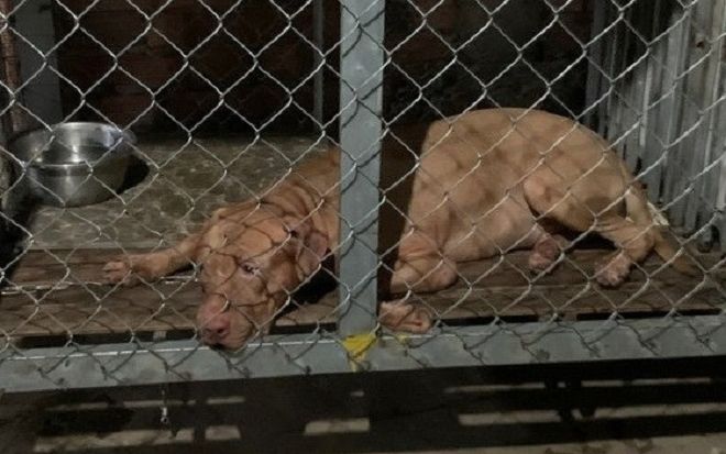 Gây mê để xử lý chó pitbull cắn chết cụ bà 82 tuổi ở Bình Dương