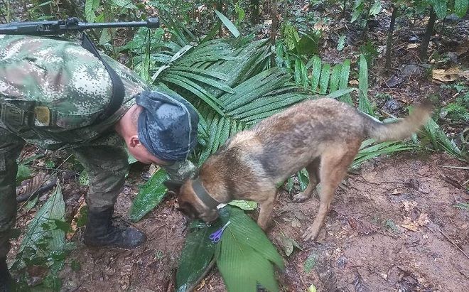 4 đứa trẻ sống sót diệu kỳ trong rừng rậm Colombia suốt 2 tuần sau tai nạn máy bay