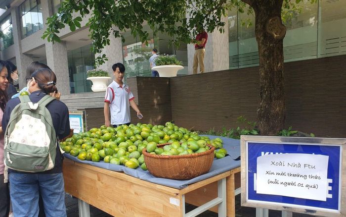 Chuẩn 'trường nhà người ta', Đại học Ngoại thương Hà Nội tặng xoài 'của nhà trồng' cho sinh viên